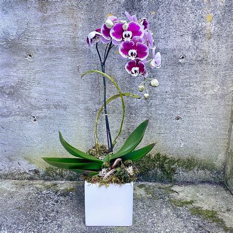 potted orchid plants.